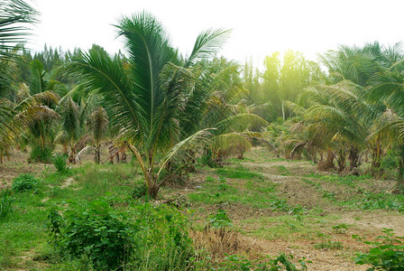 椰子种植园以泰国椰子ThapS图片