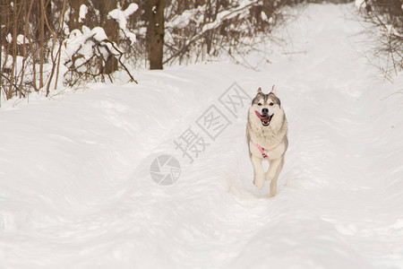 在雪上露天的冬季森林里经营西图片