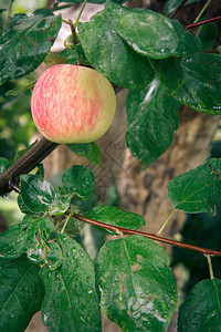 在果园的树枝上的大成熟苹果图片