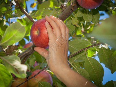 从果园树上摘红成熟苹果的女子手图片