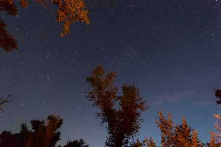 夜晚的星空和被篝火照亮的树图片