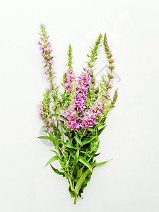 白色木质背景上的紫色珍珠菜花浅自由度图片