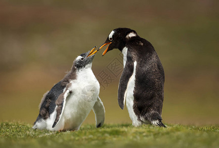 近距离接近的企鹅小鸡要求食物图片