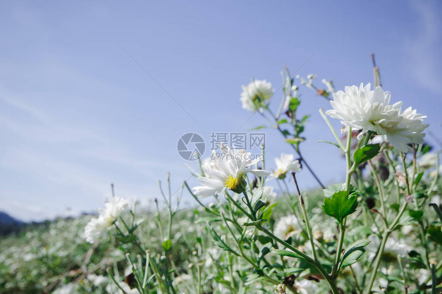 在泰国高原种植的白花田Dendranthemesma图片