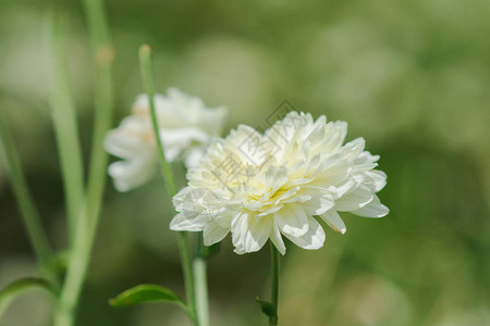在泰国高原种植的白花田Dendranthemesma图片