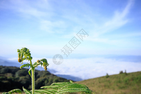 蕨类植物背后是雾气笼罩的山脉图片