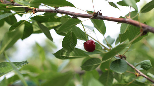 在树枝上撒樱桃果汁多的浆果美味处理在树上种图片