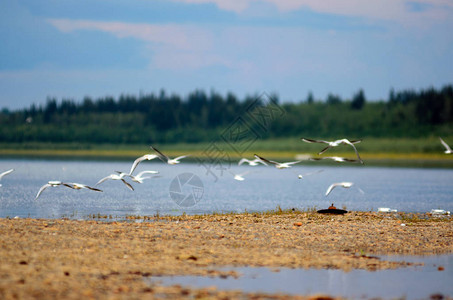 一群野生的北方白鸟海鸥在雅库提亚Viluy河岸上用铁垃圾和空瓶子向全国挥舞翅膀图片