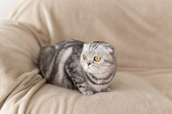 坐在沙发上探索新公寓的可爱棕色眼睛灰色苏格兰式折叠猫图片