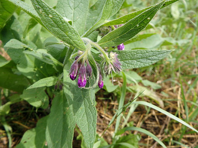 共生香花或真香花的紫花双叶滑根贵格会果图片