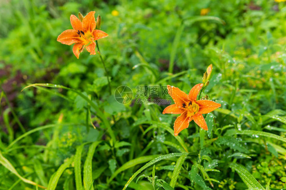 两朵橙色日落的花朵在雨中滴落在模图片