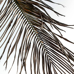 黄昏的热带椰子棕榈树枝中色彩的最小背景夏季旅行和冒图片