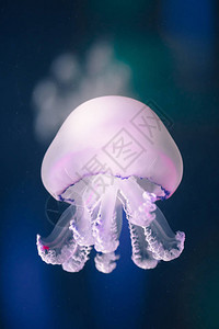 水母rhizostomapulmo水下图片