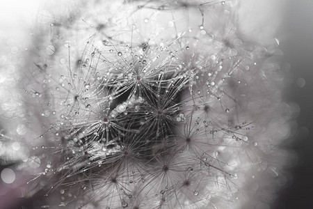 水滴极接近的dandelion光学图片