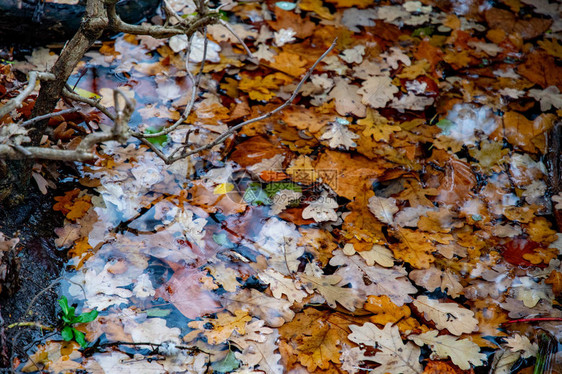 黄色和棕色的叶子沉入池塘枫树和橡树的湿叶在德国柏林蒂尔加滕公园的湖中游泳秋季背景图片