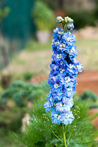 小屋花园中的蓝色飞燕草花图片