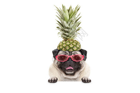 戴着太阳镜和菠萝帽的可爱有趣嬉戏的夏日哈巴狗的肖像图片