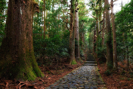 日本大门扎卡在巨型西普斯森林内通往奈图片