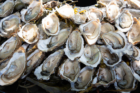 Arcachon盆地法国餐馆露天新鲜牡蛎的图片