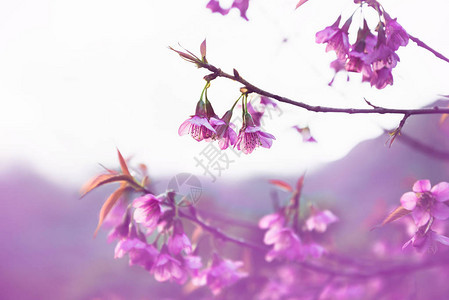 花儿情人节Prunuscerasoides背图片