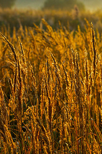 秋天清晨金色干燥长的斯巴达羽毛草图片