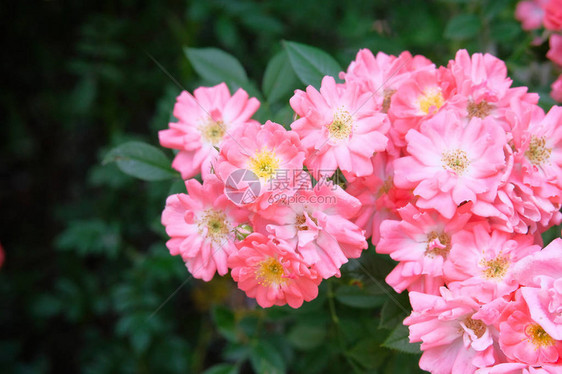 花园的玫瑰背景粉红花丛图片