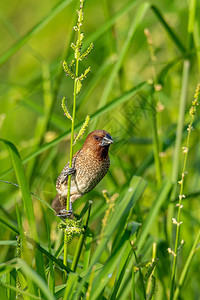 鳞胸文鸟栖息在草茎上眺望远方图片