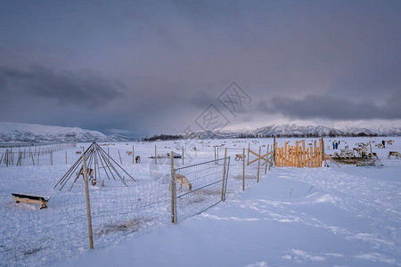 挪威北部Tromso地区山地冬季风景中驯鹿萨米图片