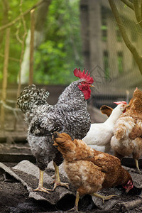 公鸡和母鸡在花园里寻找食物公鸡和在农场吃东西图片