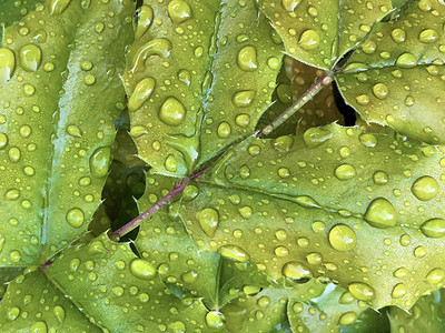 绿叶上的雨滴或水滴图片