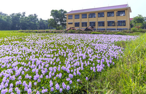 越南中部有学校背景的水葫芦花田图片
