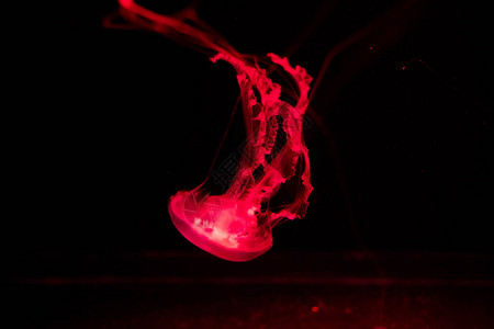 在黑暗的水族馆水中慢漂浮的发光的红色水母的背景图片