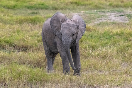 非洲大草原上玩耍的小象图片