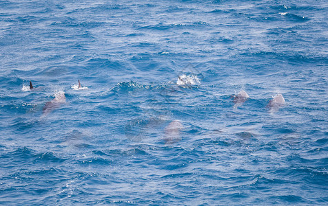 蓝色海水与野生海豚图片