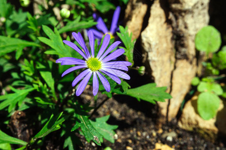 蓝花Brachyscomeiberidifolia图片