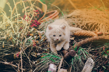 夏日花园里的小猫花园草地上的猫小猫在美丽的灯光下图片