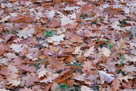 棕橡树叶秋末森林景观天气温图片