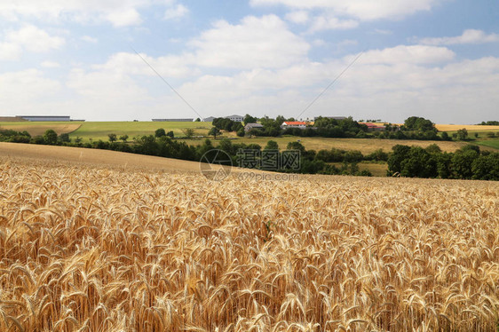 带有成熟小麦黄色田地的乡村景观图片