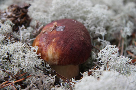 白苔牛肝菌食用菌图片