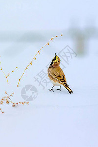 冬天和鸟可爱的小鸟角云雀冬天的场景白雪背景鸟图片