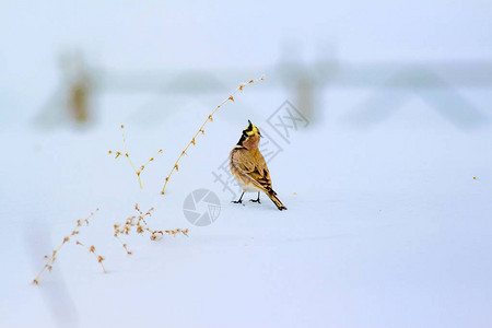 冬天和鸟可爱的小鸟角云雀冬天的场景白雪背景鸟图片
