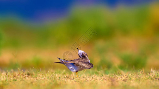 可爱的小鸟Plover绿色黄色和蓝色自然背景鸟图片