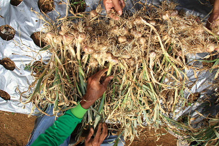 直接在洋葱田中收获大蒜种子的活动仍然新鲜和愉图片