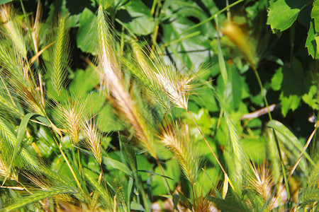 绿叶背景的燕麦大麦小麦等图片