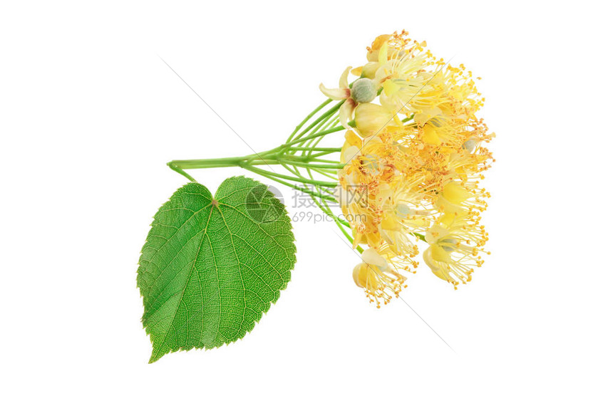 椴树花与孤立的白色背景上的叶子图片