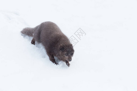 靠近北极的狐狸在冰岛冬季从图片
