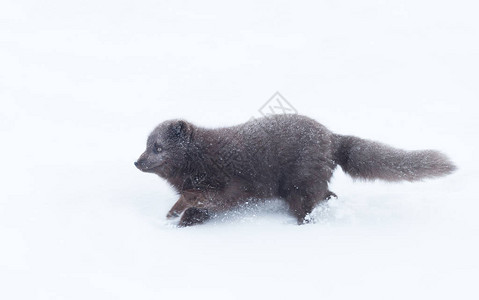 靠近北极狐在冬季雪图片