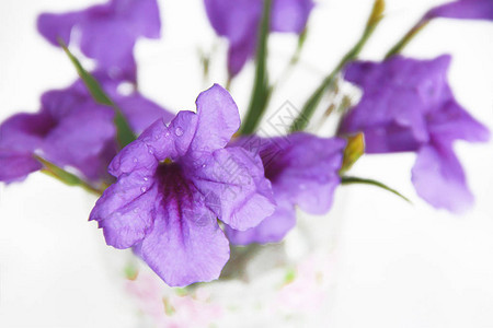 含有花瓣和白色背景绿叶子的紫图片
