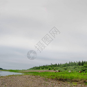 Yakut马群食草于Vilyu河岸边图片