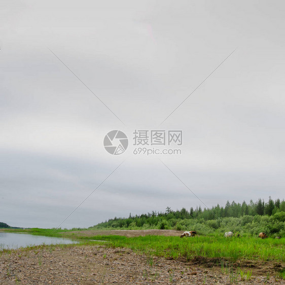 Yakut马群食草于Vilyu河岸边图片